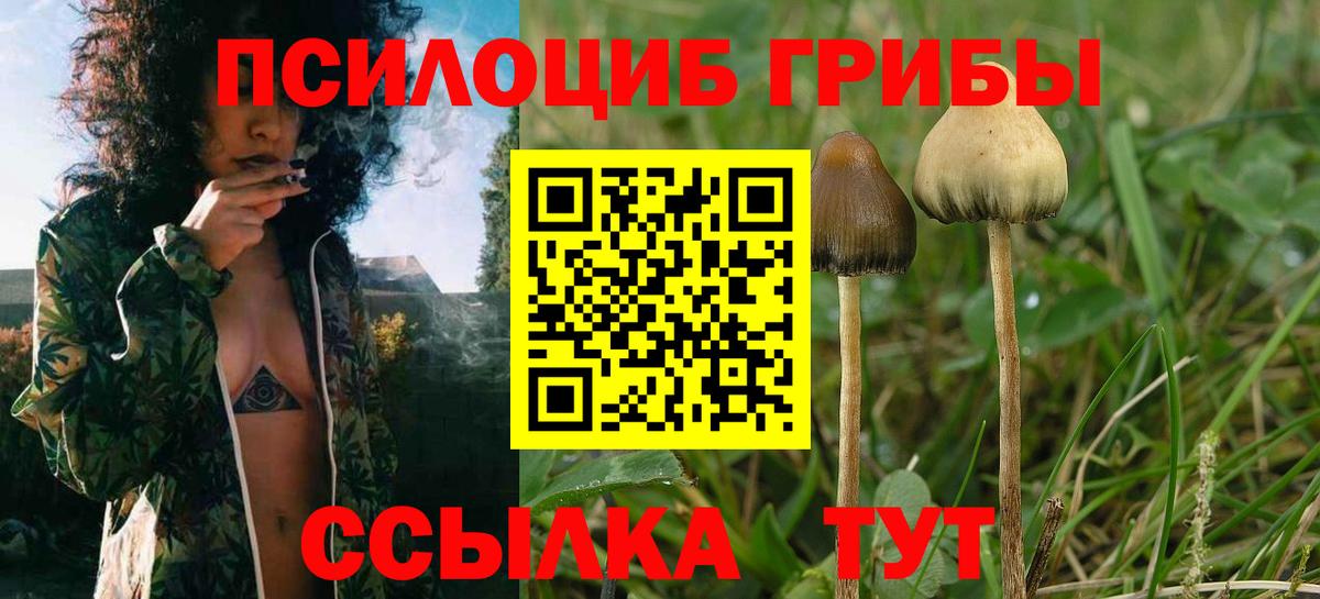Псилоцибиновые грибы GOLDEN TEACHER  Галлюциногенные грибы прущие грибы  Вход с VPN  Нижнекамск 