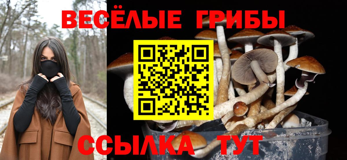 Галлюциногенные грибы Psilocybe Нижнекамск